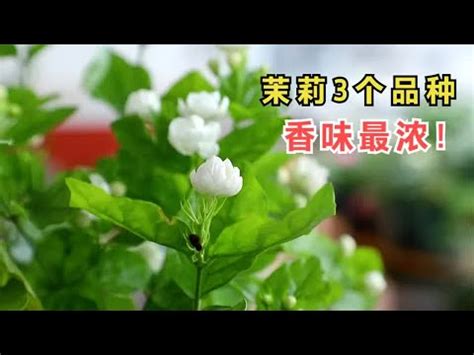 陽台種茉莉花風水|前陽台招財植物大全！15 種適合陽台的植物助你財源。